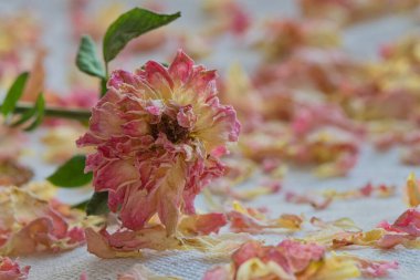 Dağınık yapraklı ölü pembe çay gülleri çiçek aranjmanı.