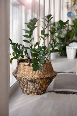 Zamioculcas çiçekleri için bir sepet jüt..