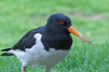 Avrasya istiridye yakalayıcısı (Haematopus ostralegus) ya da yaygın olarak rastlanan istiridye yakalayıcısı, ya da otların üzerinde duran sarp kutup istiridye yakalayıcısı