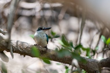 Arap yakalı Kingfisher (Todiramphus chloris kalbaensis) ya da beyaz yakalı Kingfisher veya mangrove Kingfisher Kalba, Birleşik Arap Emirlikleri 'nde yakın.