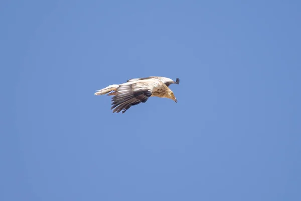 Immature Juvenile Brown Egyptian Vulture Neophron Percnopterus Also Called White — Photo