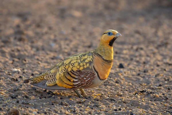 Pin-tailed sandgrouse (Pterocles alchata) in the Middle East desert close up