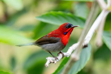 Kırmızı güneş kuşu (Aethopyga nipalensis) Singapur 'da büyüleyici kırmızı erkek kuş..