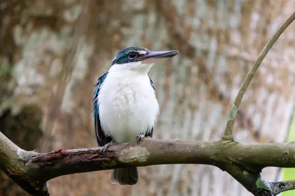 stock image Collared kingfisher (Todiramphus chloris) or white-collared kingfisher or mangrove kingfisher close up in Singapore.