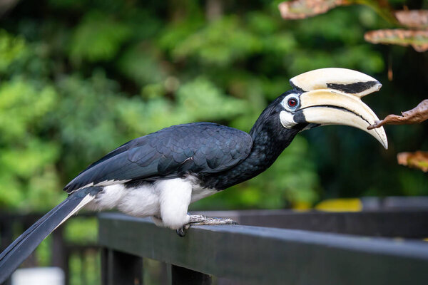 Восточно-Pied Hornbill (Anthracoceros albirostris) или Sunda pied hornbill (convexus) или малайзийский сосновый рогоклюв крупным планом в Сингапуре.