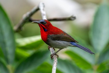 Kırmızı güneş kuşu (Aethopyga nipalensis) Singapur 'da büyüleyici kırmızı erkek kuş..