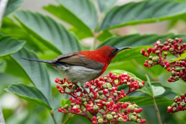 Kırmızı güneş kuşu (Aethopyga nipalensis) Singapur 'da büyüleyici kırmızı erkek kuş..
