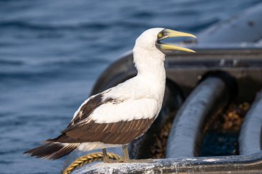 Masked booby (Sula dactylatra),ormasked gannet or the blue-faced booby close up clipart