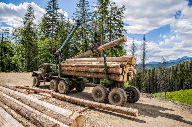 Orman endüstrisi. Tekerlekli yükleyici, kereste tutucu. Ağaç kesme, ağaç kesme, orman kesme alanı, orman koruma kavramı. Ormanda çalışan modern hasat makineli oduncu..