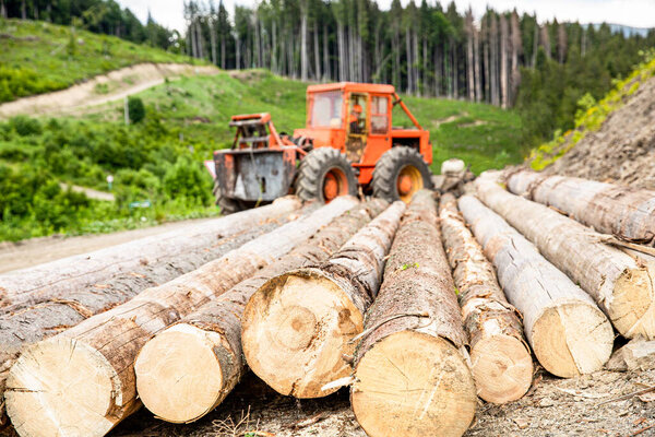 Forest industry. Lumberjack with modern harvester working in a forest. Wheel-mounted loader, timber grab. Felling of trees,cut trees , forest cutting area, forest protection concept.