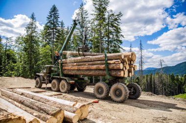 Lumberjack with modern harvester working in a forest. Forest industry. Felling of trees,cut trees, forest cutting area, forest protection concept. Wheel-mounted loader, timber grab.