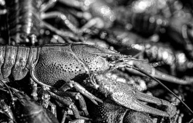 Large lobster. One large river crayfish. Huge Lobster. Black and white.