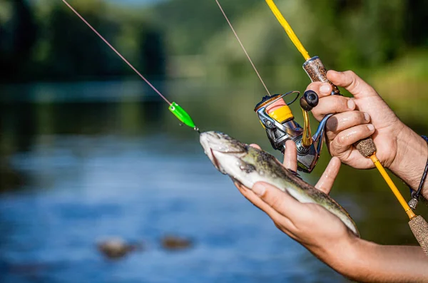 Man holding a trout fish. Fishing. Fisherman hand holding fishing rod with reel. Fishing Reel. Fishing Rod with Aluminum Body Spool. Man hold big fish trout in his hands. Fisherman and trophy trout.