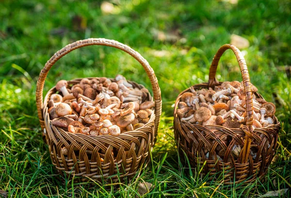 柳条篮配蘑菇森林里的蘑菇波西尼篮子里有蘑菇 在当地森林里新鲜采摘的美味的野蘑菇 在绿草上的柳条篮里的蘑菇 — 图库照片