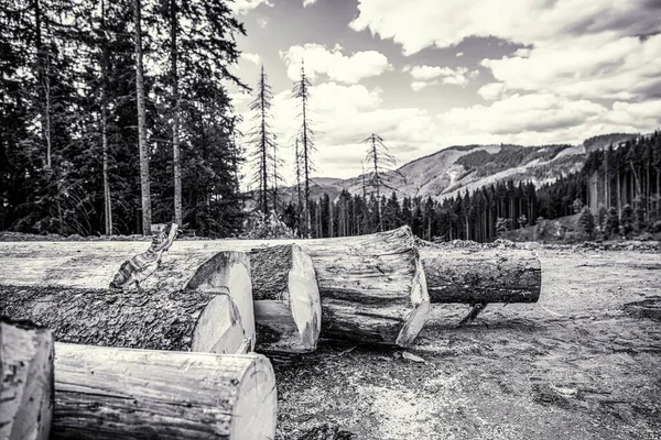 Felling Trees Forest Sawed Trees Coniferous Forests Deforestation Forest Destruction — Stock Photo, Image