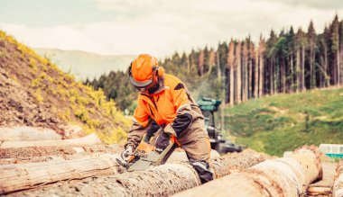 Ağaç testeresini kereste fabrikasında testereyle kesiyor. Ormanda çalışan sert ahşap. Keresteci ormanda elektrikli testereyle çalışıyor. Oduncu keresteci, testere ağacıdır..