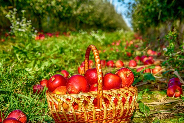 Jabłka Koszu Świeżym Powietrzu Organiczne Jabłka Koszyku Trawie Letniej Świeże — Zdjęcie stockowe