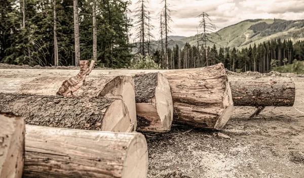 Αποψίλωση Καταστροφή Δασών Τρύγος Ξύλου Δασική Υλοτομία Σωρός Κορμών Καταγραφής — Φωτογραφία Αρχείου