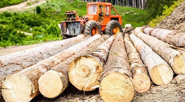 Знищення Дерев Вирубка Дерев Лісозаготівля Концепція Захисту Лісів Лісова Промисловість — стокове фото