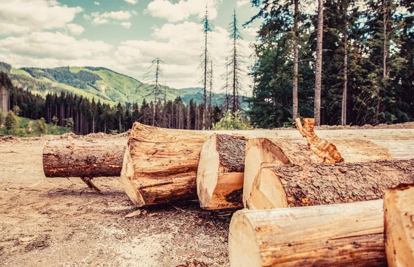 Log Trunks Pile Logging Timber Forest Wood Industry Felling Trees — Stock Photo, Image