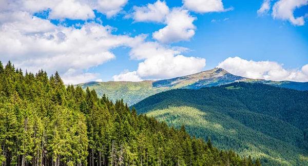 Ορεινό Τοπίο Μονοπάτι Πεζοπορίας Κωνοφόρο Δάσος Κάλυψε Πράσινα Βρύα Θερινό — Φωτογραφία Αρχείου