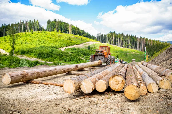 Знищення Дерев Вирубка Дерев Лісозаготівля Концепція Захисту Лісів Лісова Промисловість — стокове фото