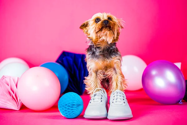 Cute dog on a pink background, dogs boots. Cute dog wearing clothes and shoes. Adorable puppy. Dog shoes. Yorkshire Terrier in shoe.