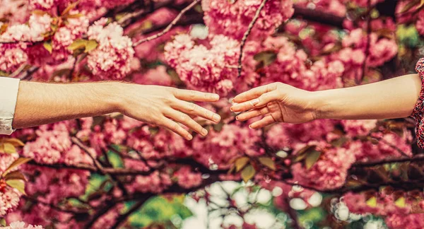 男は女の手を握っている 家族関係だ 恋人同士桜の中で手をつないで — ストック写真