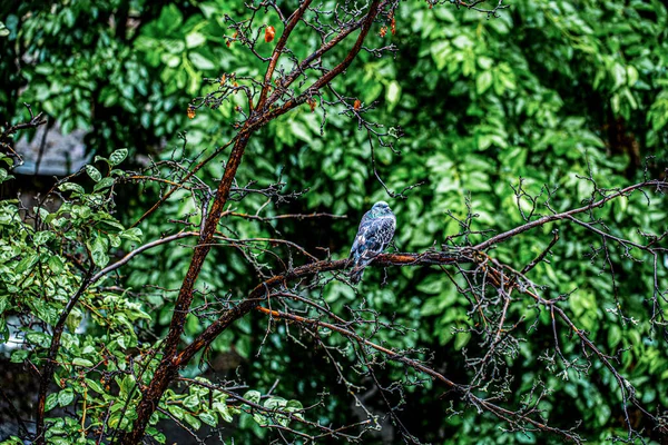 Holubí Pták Větvi Dešťového Počasí Holub Stojící Dešti Mokrý Osamělý — Stock fotografie