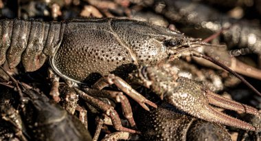 Kerevit yakaladım. Kerevit arka planında kanser var. Büyük ıstakoz. Büyük bir nehir kereviti. Kocaman Istakoz.