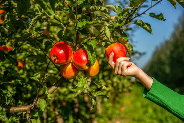 Bahçıvan eli kırmızı elma topluyor. Elmalar elma ağacına uzanır. Kadın eli kırmızı elmayı tutuyor. Elma toplayan bir kadın. Organik meyve ve sebze. Çiftçilerin elleri taze toplanmış elmalar.