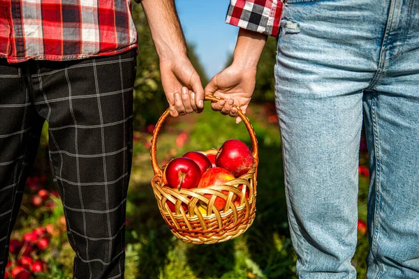 Hands holding fruits. Apple basket. Gardening. Woman and man harvesting apples. Hands, apple in basket. Woman and a man hold a basket apples in hand. Gardeners holds a basket of ripe apples.