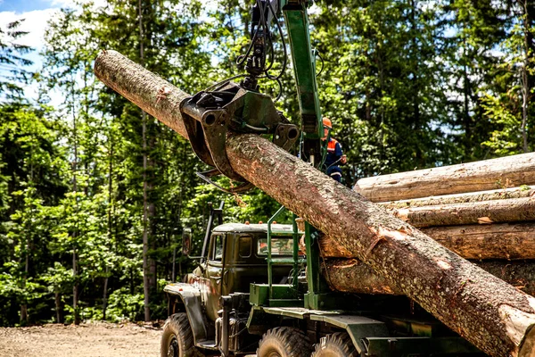 Forest Industry Wheel Mounted Loader Timber Grab Felling Trees Cut — ストック写真