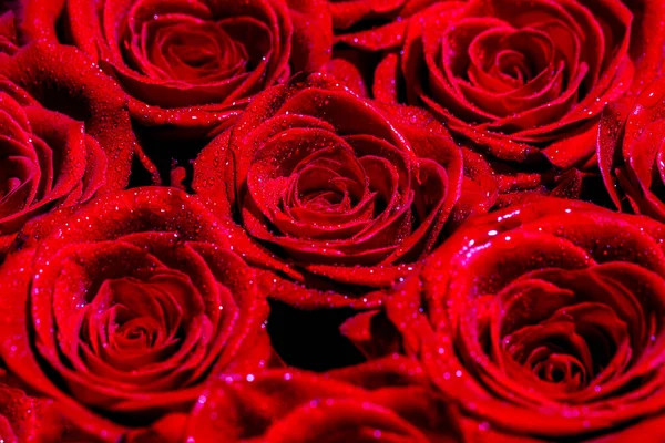 Bouquet Fresh Roses Flower Bright Background Close Macro Shot Red — Stock Photo, Image