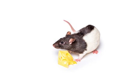 Cheese and mouse. Mouse with a slice of swiss cheese isolated on white. Little mouse trying to move a piece of cheese.