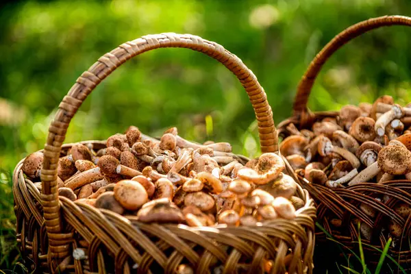 Wicker basket with mushrooms. Mushroom porcini in the forest. Mushrooms in the basket. Delicious freshly picked wild mushrooms from the local forest, mushroom in a wicker basket on a green grass.