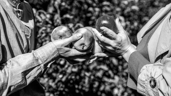 Man and woman hand pick ripe apple. Man giving girl apples from hands to hands in garden closeup. Handmade collecting fruits. Farmers hand freshly harvested apples. Black and white.