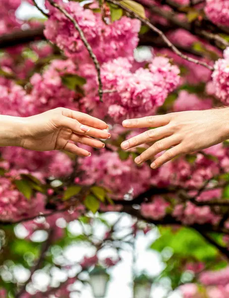 Man holds the womans hand. Family relationships. Hands, spring, love, hands. Lovers couple holding hands in a sakura. Young loving couple holding hands.
