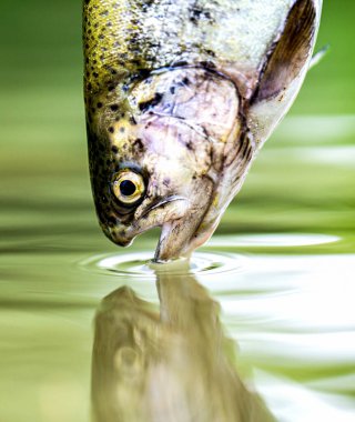 Gökkuşağı alabalıkları suda yakınlaşır. Göldeki gökkuşağı alabalığı. Dağ gölünün yeşil sularında alabalıklar. Balık tutmaya. Gökkuşağı alabalığı sıçrıyor.