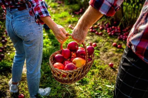 Woman and man harvesting apples. Hands, apple in basket. Woman and a man hold a basket apples in hand. Gardeners holds a basket of ripe apples. Hands holding fruits. Apple basket. Gardening.
