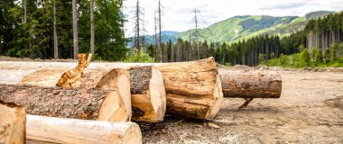 Ormandaki ağaçları kesmek. Kozalaklı ormanlarda kesilmiş ağaçlar. Orman yok etme, orman yok etme. Kereste toplama.