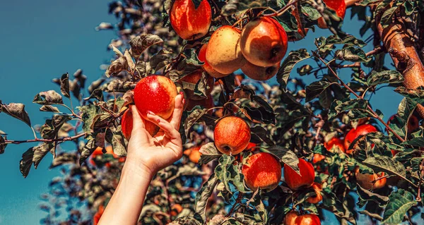 Farmers hands freshly harvested apples. Gardener hand picking red apple. Hands reaches for the apples tree. Female hand holds red apple.