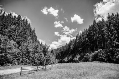 Oniferous Ormanı. Yaz Kozalaklı Ormanı. Ormandaki Ormanda Güneş Işıkları. Dağ yolu, çit, mavi gökyüzü, yeşil kozalaklı orman. Siyah ve beyaz.