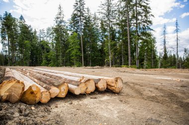 Ormanların yok edilmesi. Ağaç gövdesi yığını. Orman odunculuğunun yol kenarındaki testereli ağaçlar istiflenmiş. Kozalaklı ormanlarda kesilmiş ağaçlar. Orman yok etme, orman yok etme. Kereste toplama.