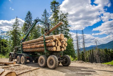 Ağaçların kesilmesi, ağaçların kesilmesi. Kamyon ormana odun yüklüyor. Kütükleri tomruk kamyonuna yüklüyorum. Ağaç kesme kamyonunda taşınabilir vinç. Orman traktörleri, kamyonlar ve kereste makineleri. Orman endüstrisi.