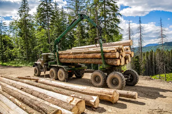 Ormandaki tahta pençeli bir orman makinesi. Forklift kamyonu çam ormanındaki ahşap işleme tesisinde odun topluyor. Seyir defteri yükleyici ya da ormancılık makinesi iniş alanında bir kütük kamyonu yükler.