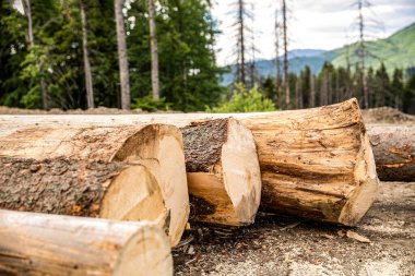 Ormanda odun kesmişler. Ormandaki ağaçları kesmek. Kozalaklı ormanlarda kesilmiş ağaçlar. Orman yok etme, orman yok etme. Kereste toplama.