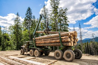 Orman endüstrisi. Tekerlekli yükleyici, kereste tutucu. Ağaç kesme, ağaç kesme, orman kesme alanı, orman koruma kavramı. Ormanda çalışan modern hasat makineli oduncu..