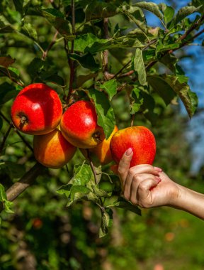 Meyve ağacında elma çeşitleri. Meyveler yemyeşil ağaçlarda, meyveler hasat etmeye hazır. Elma toplayan bir kadın.
