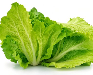 Fresh lettuce, isolated on white background clipart